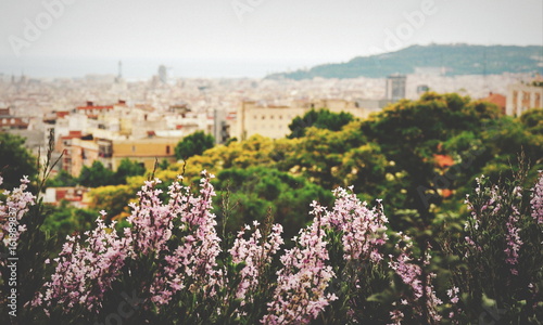 barcelona flowers © Patricijand