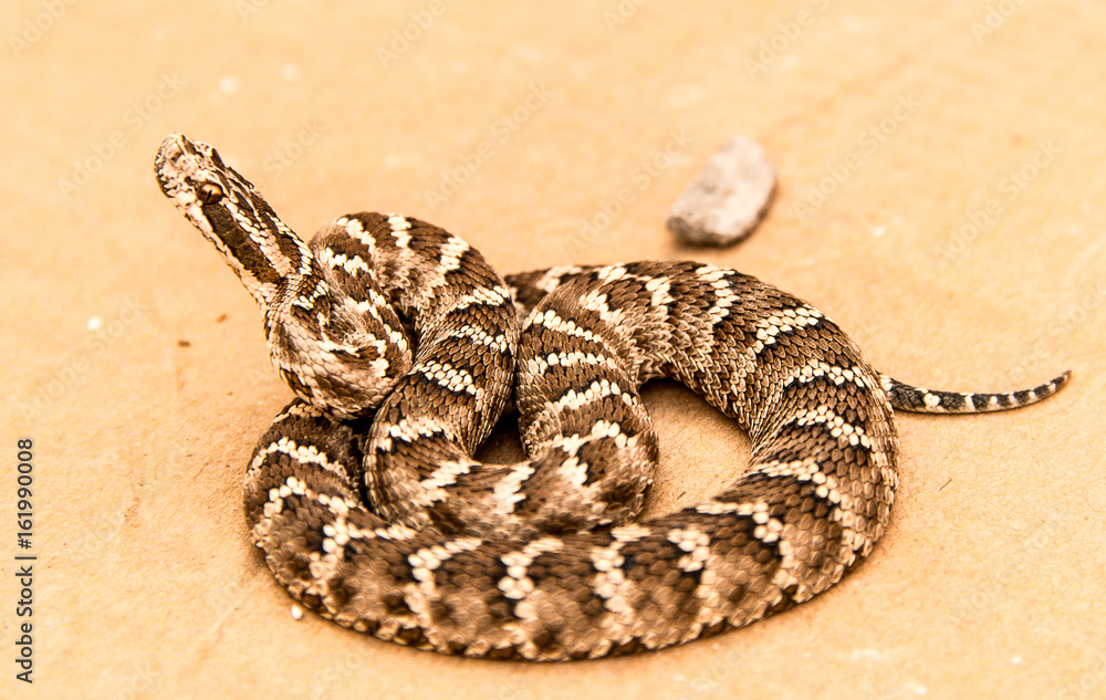 Obraz premium Halys Viper