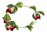 cartoon scene with beautiful and colorful cherries frame on white background