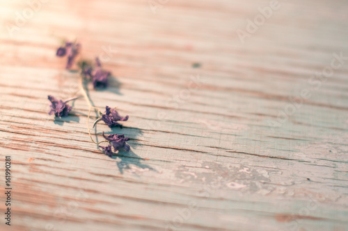 Summer flowers on blue wooden boards in the sunlight. © prokop.photo