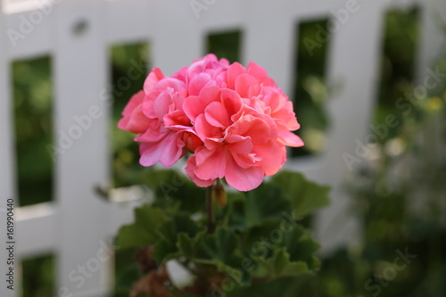 Fototapeta Naklejka Na Ścianę i Meble -  Geranium - Beautiful garden flowers / blossom in summer