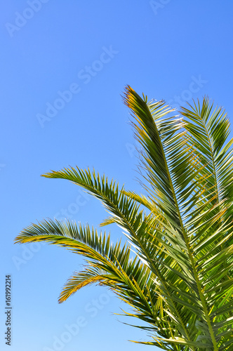 palm fronds on sky background