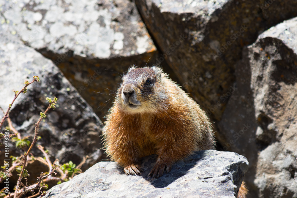 Close up of a yellow bellied marmot or rock chuck in volcanic rocks in  Yellowstone National Park. The marmot faces the camera. Stock Photo | Adobe  Stock