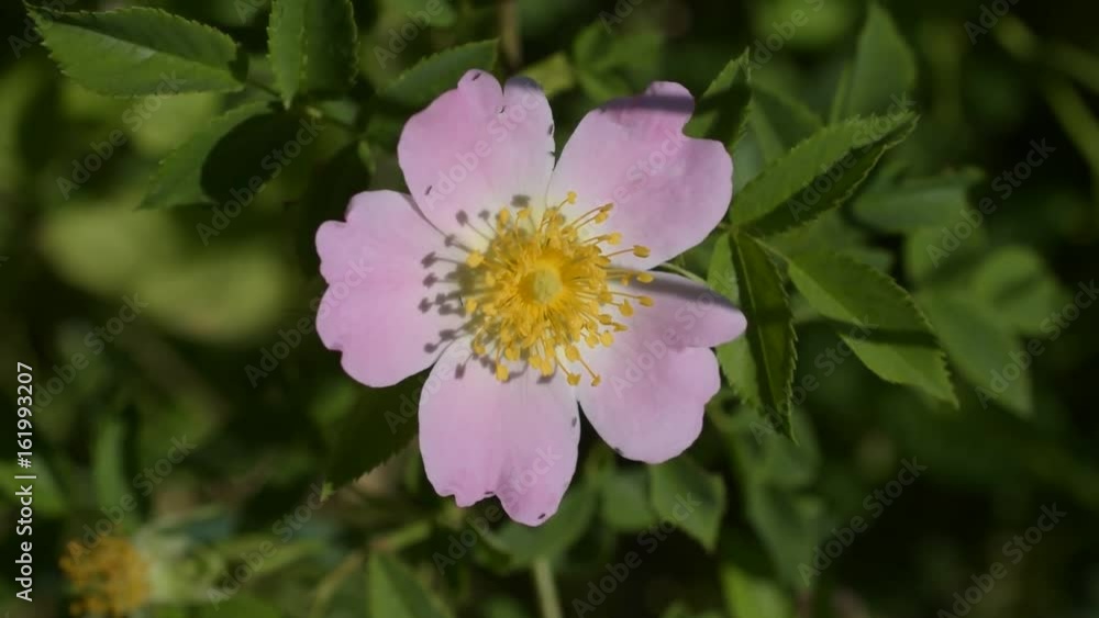 Flower of a dog rose stirred by wind on blurred background with tiny insects crawling on the pink flower. The plant is known as Rosa canina or wild rose. Macro shot Flower of a dog rose stirred by wind on blurred background with tiny insects crawling on the pink flower. The plant is known as Rosa canina or wild rose. Macro shot