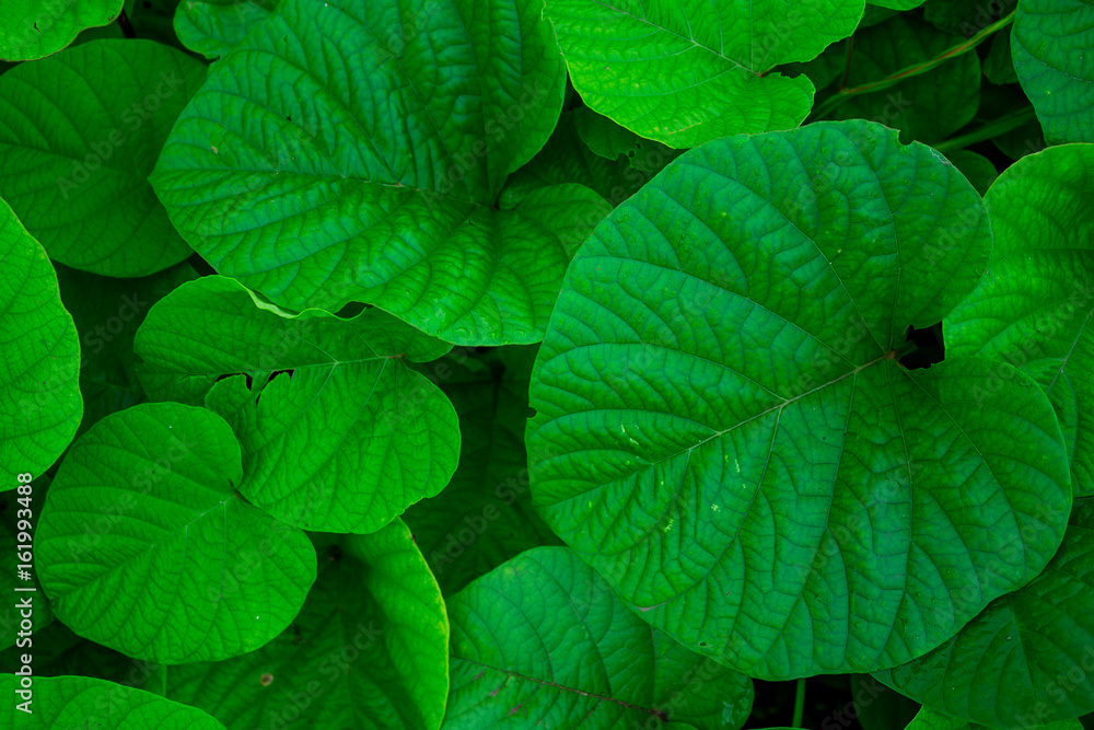 Background of nature Background of nature
