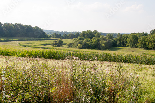 Green open space with mature trees on a sunny day with light clouds at Stroud Preserve