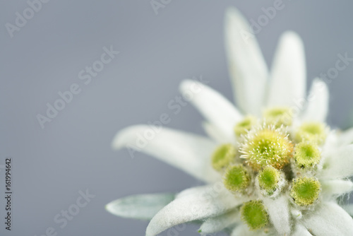 Edelweiss on gray background photo