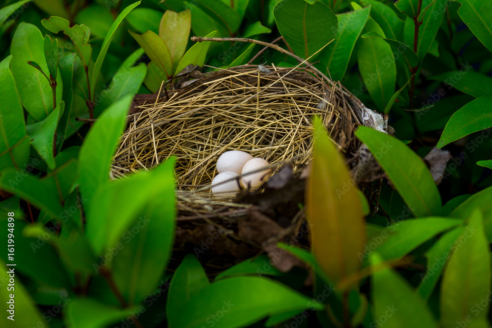 Fototapeta premium Bird's nest