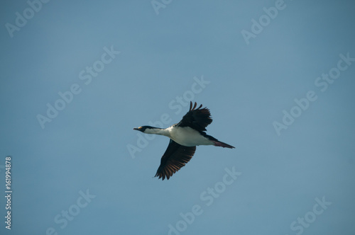 South Georgian Imperial Shags