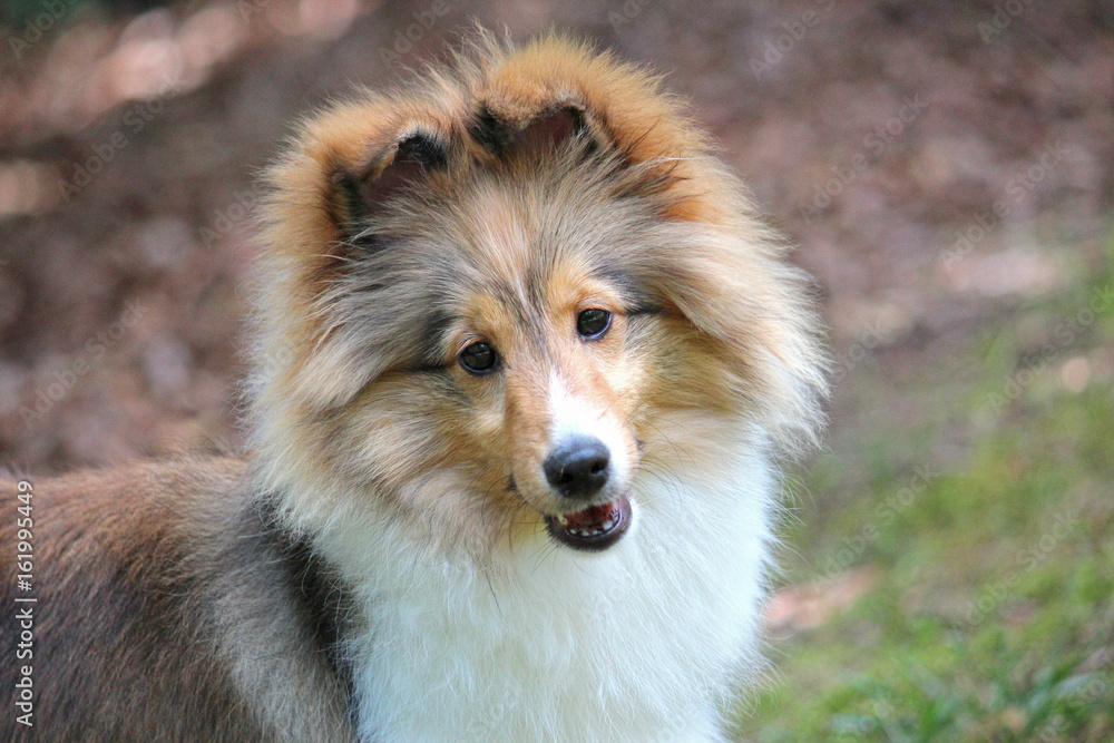 Summer Sheltie