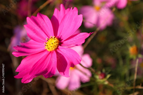 秋桜