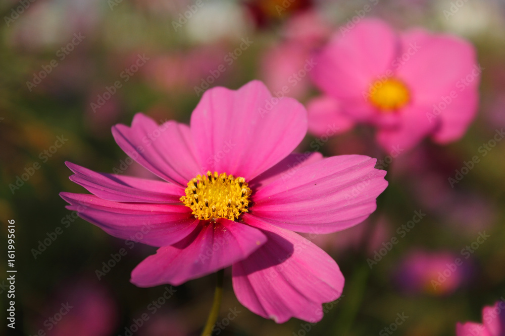 Fototapeta premium コスモス(薄暮)