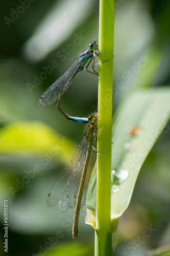 Damelsflies mating on plant stalk