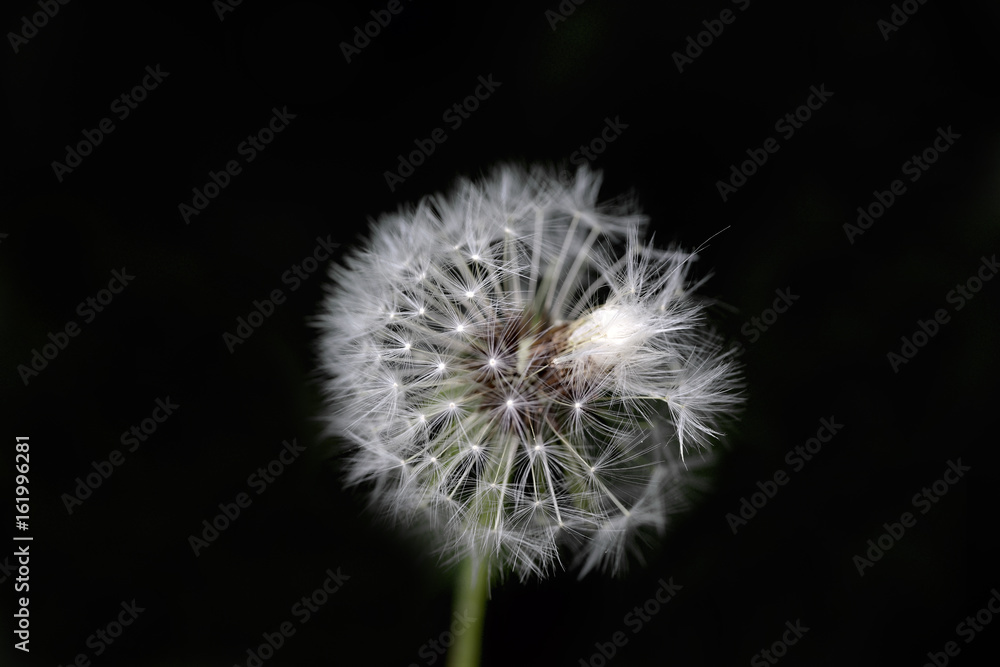 Fototapeta premium blomma