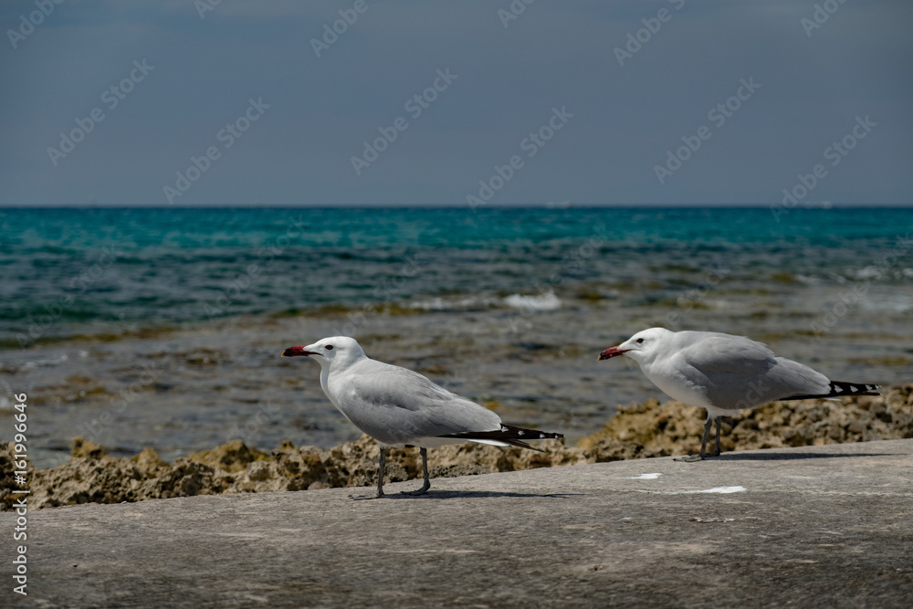 Obraz premium Möwen warten am Strand