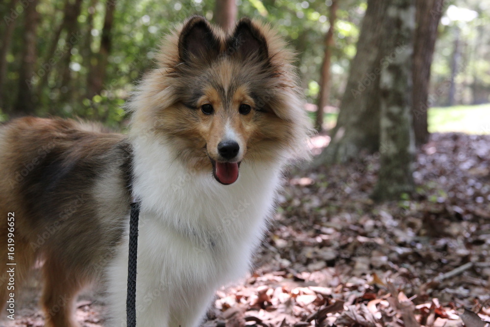 Bandana Sheltie