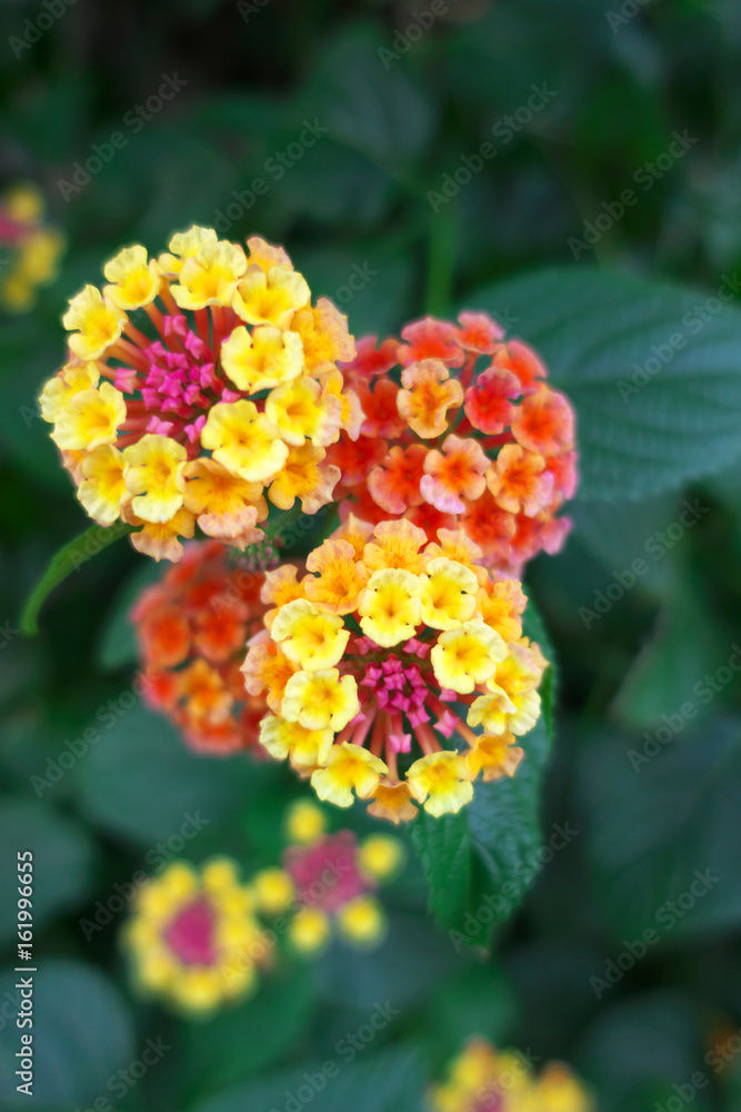 Orange lantana Orange lantana