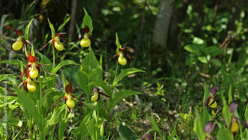 Obraz premium Gelber Frauenschuh (Cypripedium calceolus)