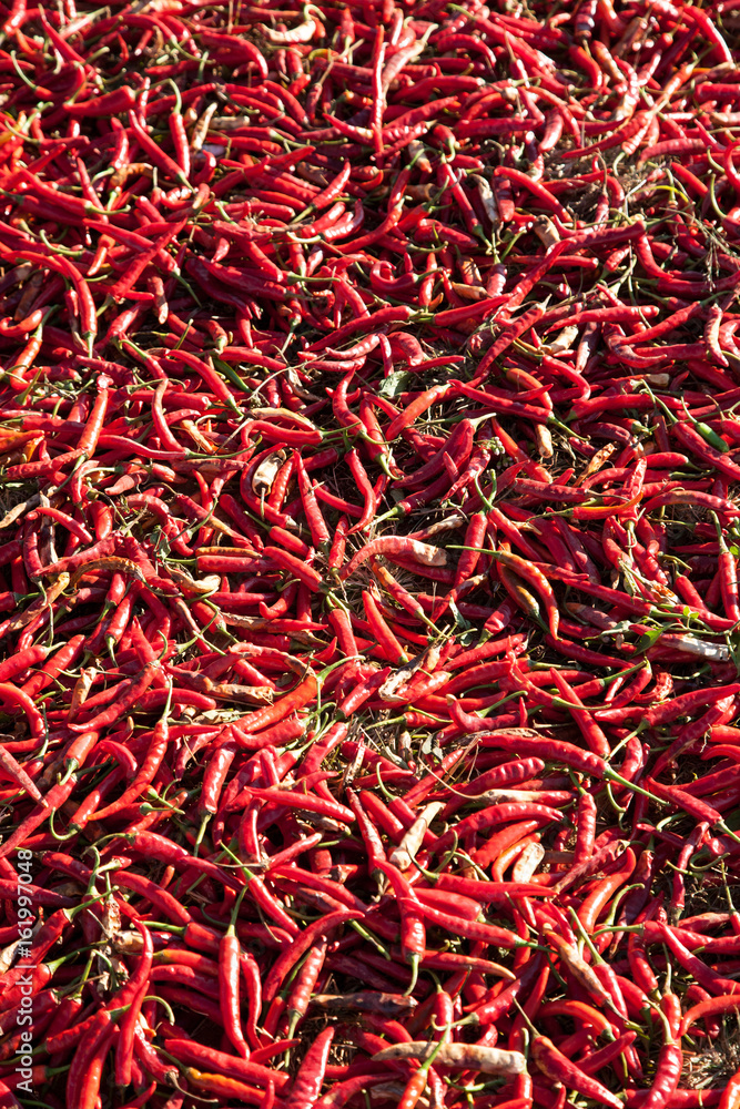 Chilli peppers drying