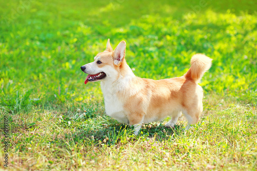 Profile dog Welsh Corgi Pembroke walking on the grass at summer day