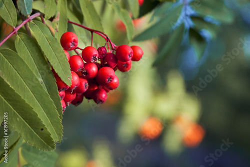 Rowan berries