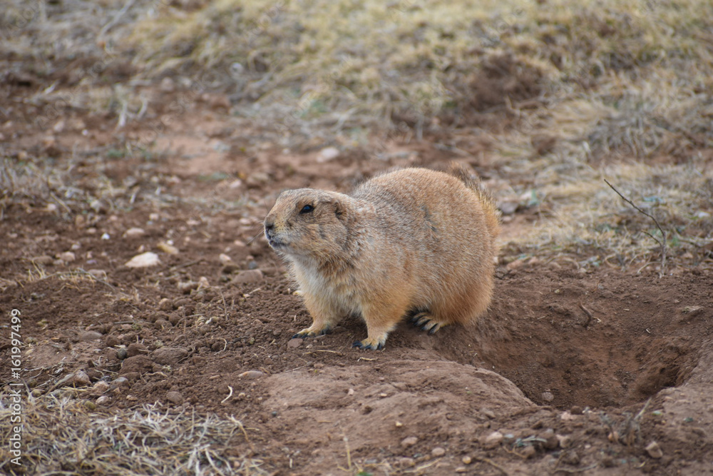 Fototapeta premium Prairie Dog