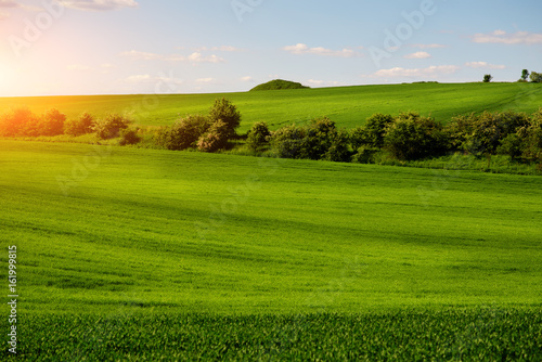A green field, and a small forest under a blue sky