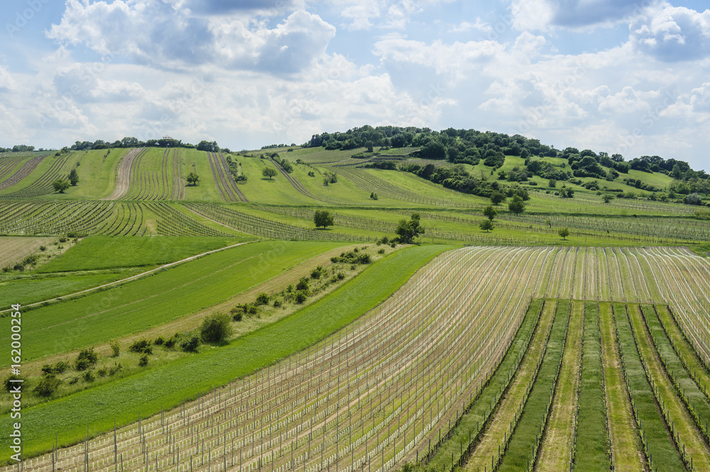 Weingarten und Felder im Burgenland bei Oggau