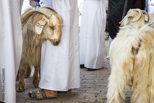 goat in a middle of people at Nizwa traditional goat market photo