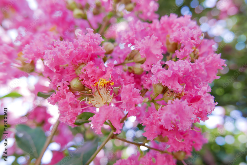 closeup of pink crape myrtle blossoms in summertime - lagerstroemia indica