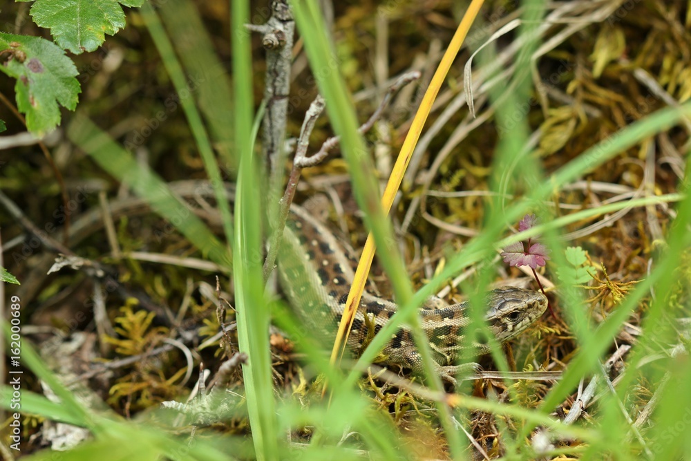 Weibliche Zauneidechse (Lacerta agilis) 
