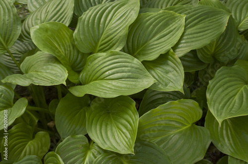 Big green leaves of flowers in summer garden outdoor