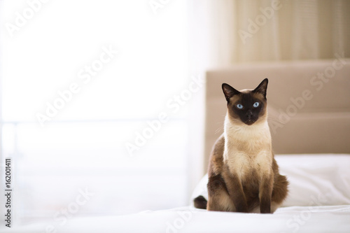 Siamese cat sitting on the bed photo