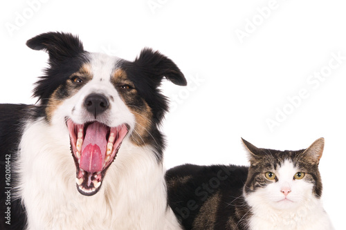 Looking dog with open mouth lying next to a cat