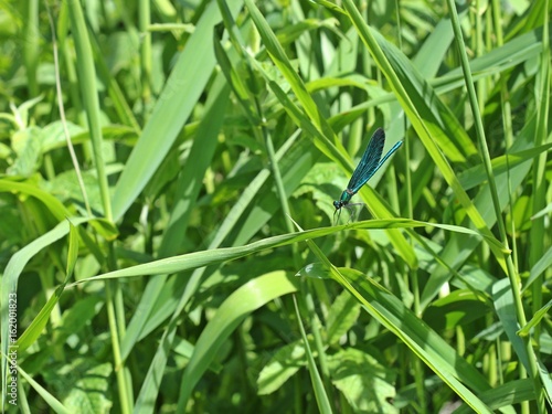 Männliche Blauflügel-Prachtlibelle (Calopteryx virgo) auf Schilfhalm 