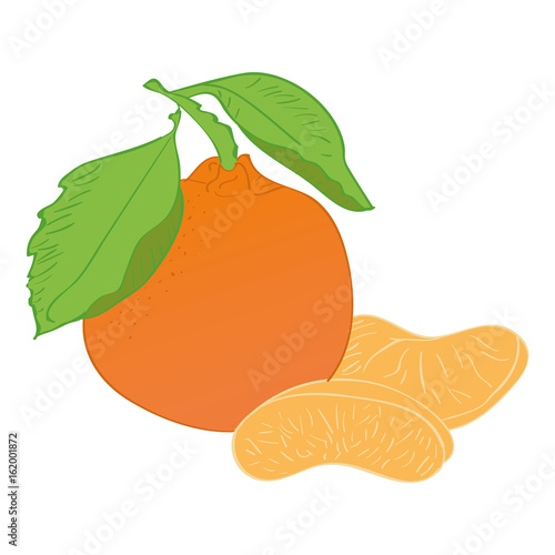 Clementine vector draw