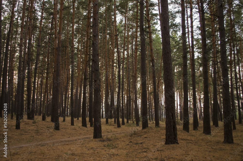 Pine trees in the autumn forest. Fall evening in brown colors Pine trees in the autumn forest. Fall evening in brown colors