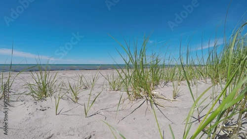 Beachgrass on beach photo