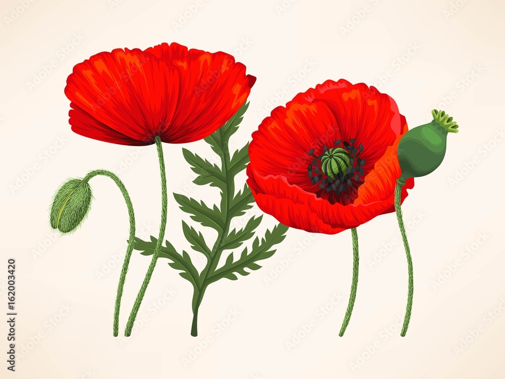 Obraz premium Set of poppies