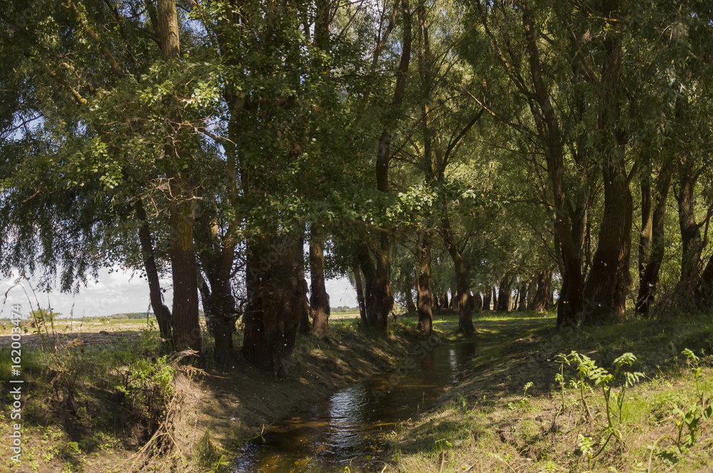 Wide river and small creek in summer meadow. Poplar fluff. June, july Wide river and small creek in summer meadow. Poplar fluff. June, july