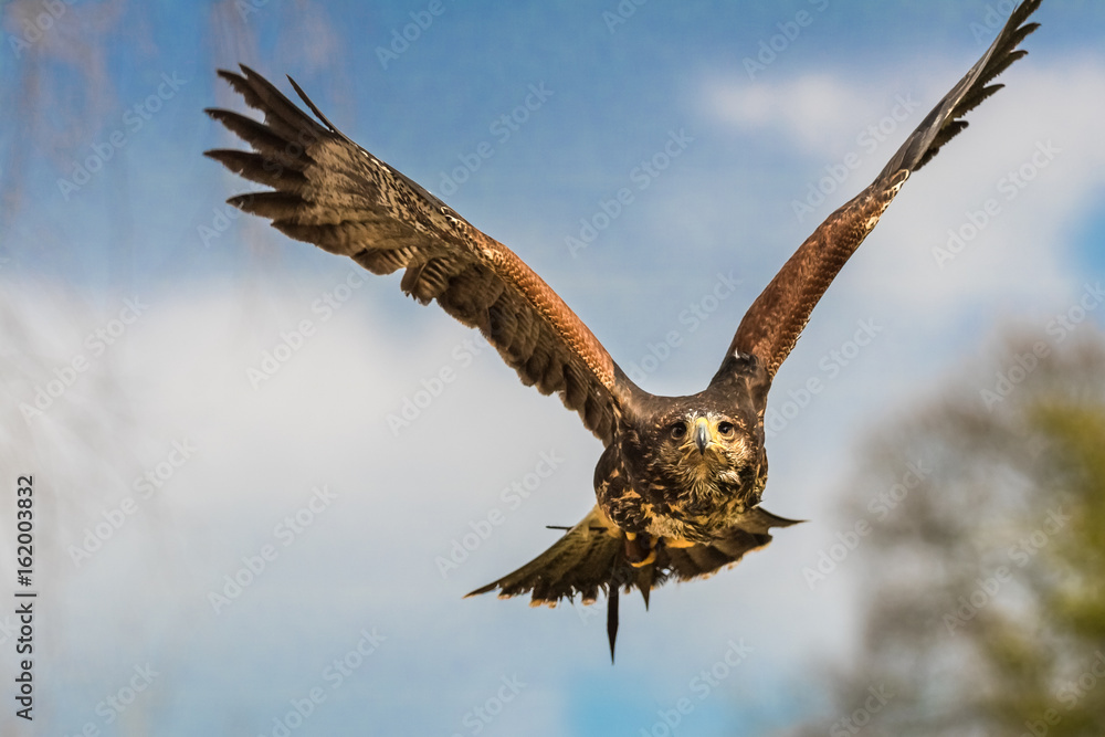 Obraz premium Hawk