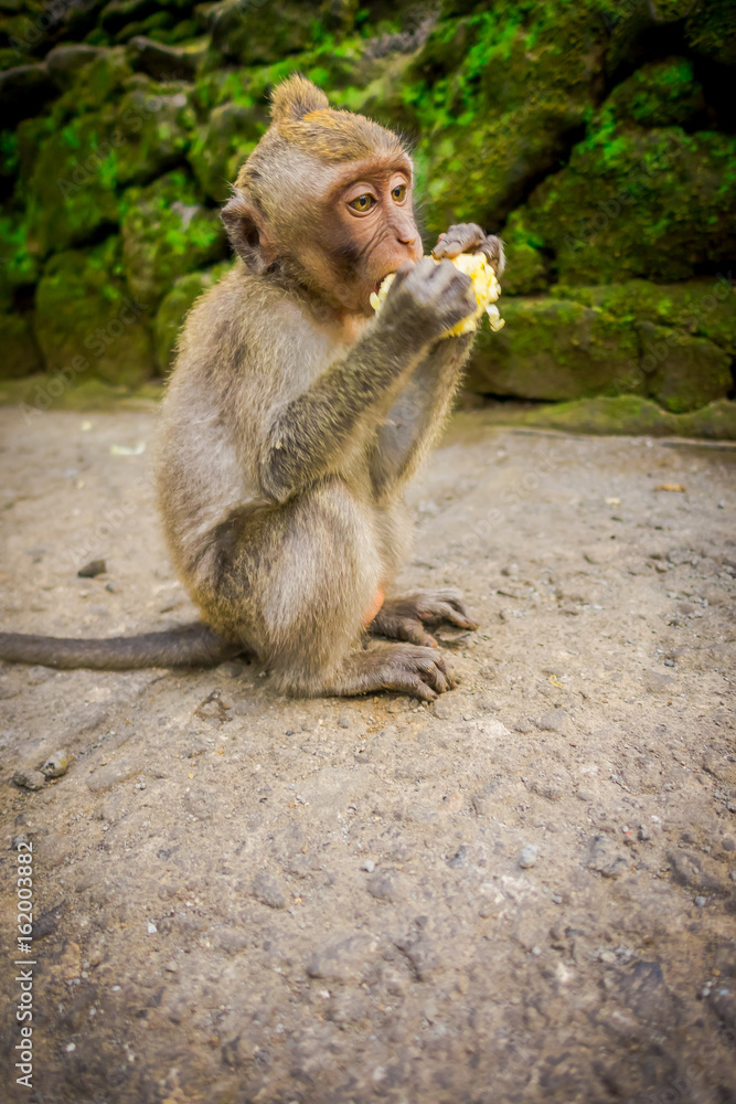 Long-tailed baby macaque Macaca fascicularis in The Ubud Monkey Forest Temple eating a cob corn using his hands, on Bali Indonesia