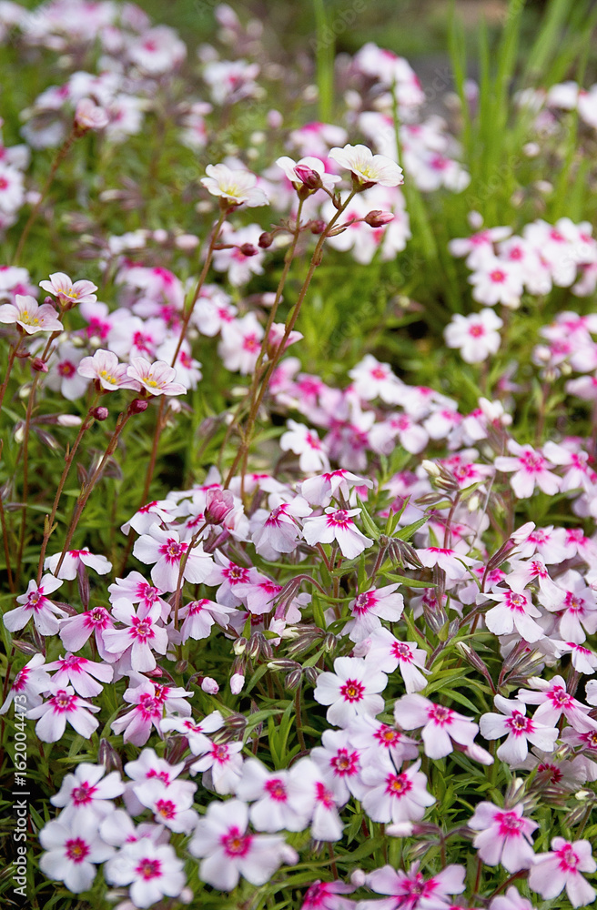 Gentle wild spring flowers. Pink flowers Gentle wild spring flowers. Pink flowers
