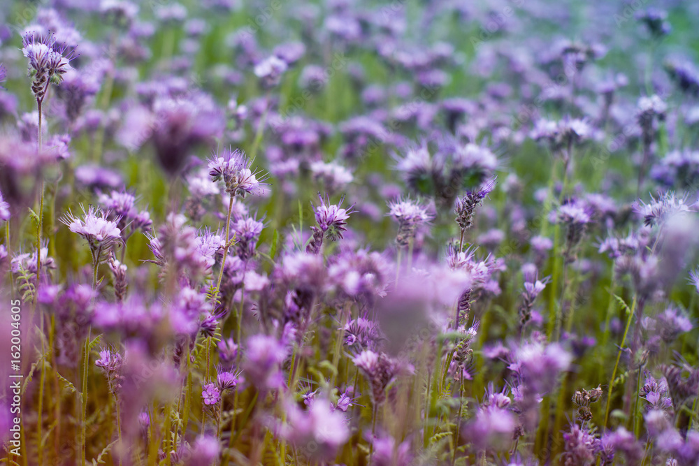 Bright field of a Phacelia in sunny day.