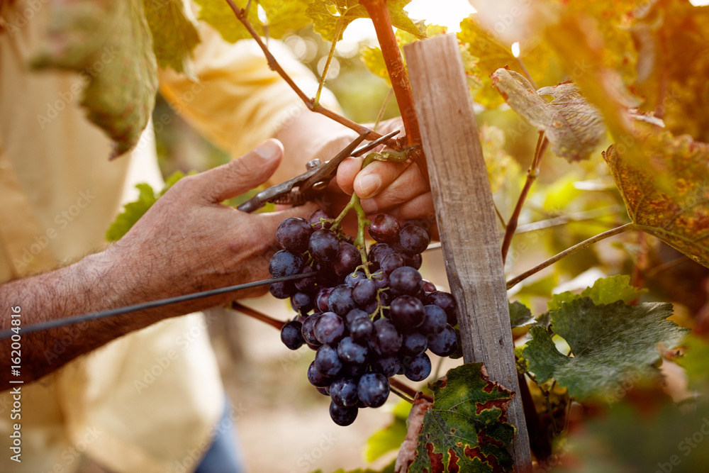 Red wine grapes on vine in vineyard. - obrazy, fototapety, plakaty 