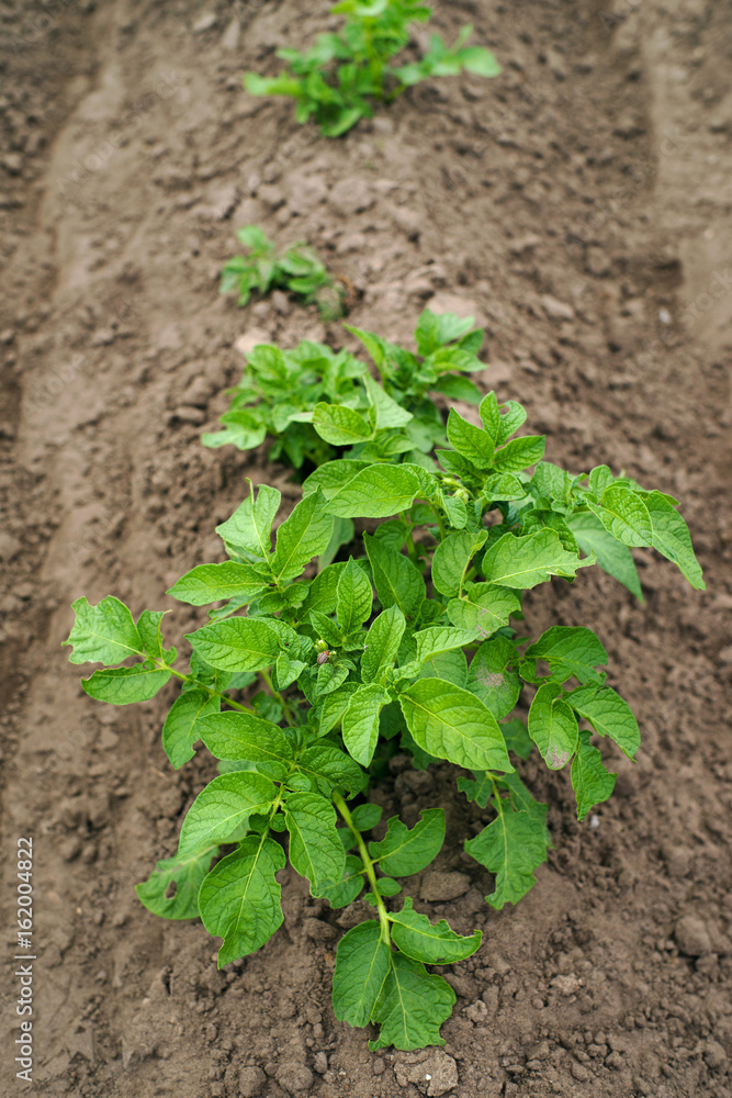 Young green sprouts of potatoes in sunny day. Potato field. Young green sprouts of potatoes in sunny day. Potato field.