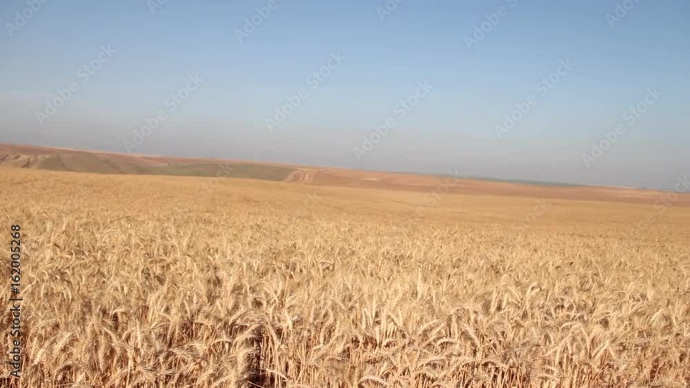 Field of Wheat Ready to be Harvested. Selective Focus Field of Wheat Ready to be Harvested. Selective Focus