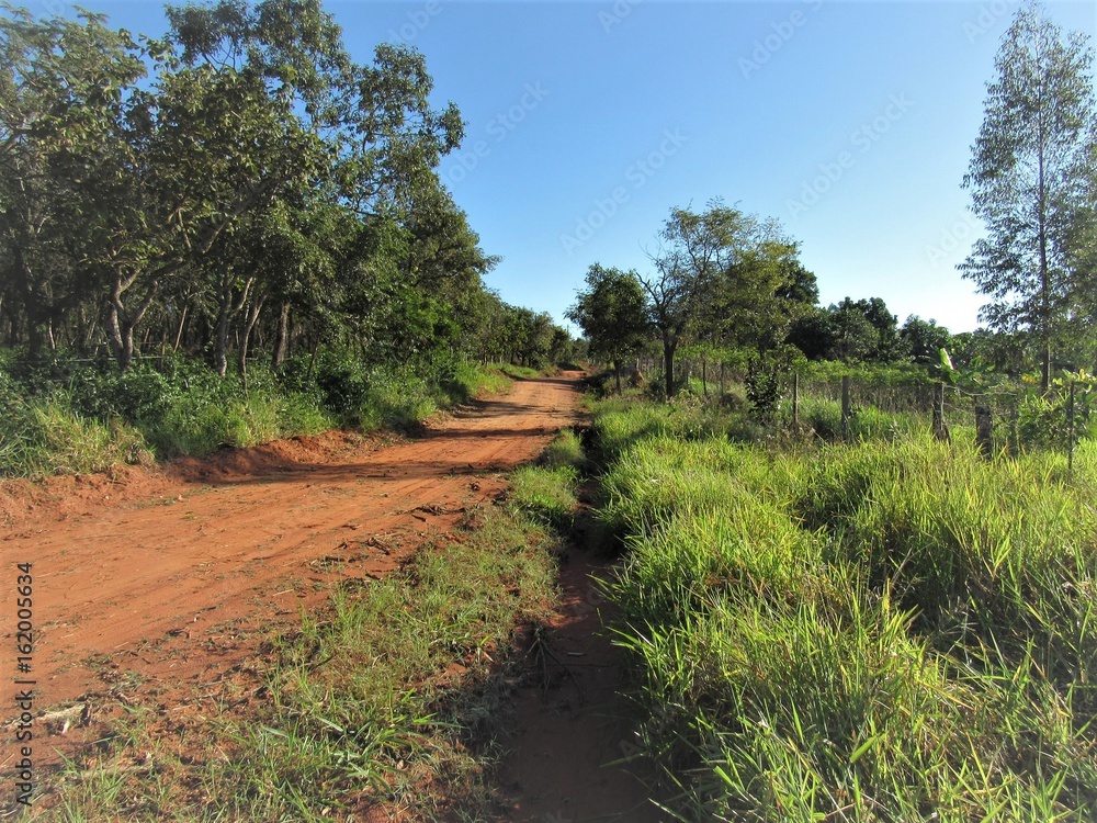 Obraz premium Estrada do campo.