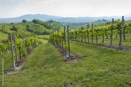 View of Prosecco vineyards from Valdobbiadene  Italy during spring