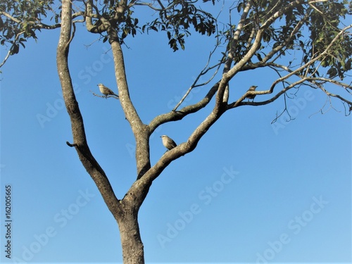 Pássaros enfeitando a árvore. © rose1967